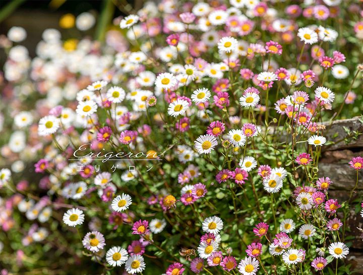 春から秋までずっと満開！ 長く楽しめる宿根草「エリゲロン」の育て方