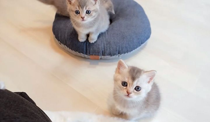 見つめてきた子猫達