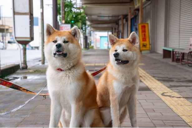 国の天然記念物にも指定されている秋田犬