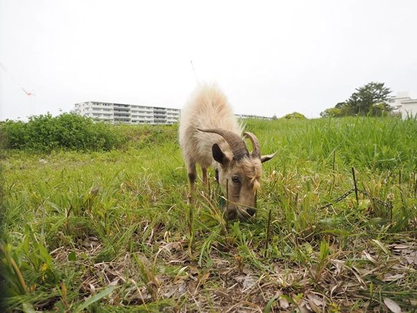 【千葉県千葉市】千葉大学が、4匹のオスの子ヤギを迎え入れ「ヤギに雑草を食べてもらう活動」を実施中