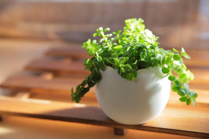 東 出世運 上がる 観葉植物