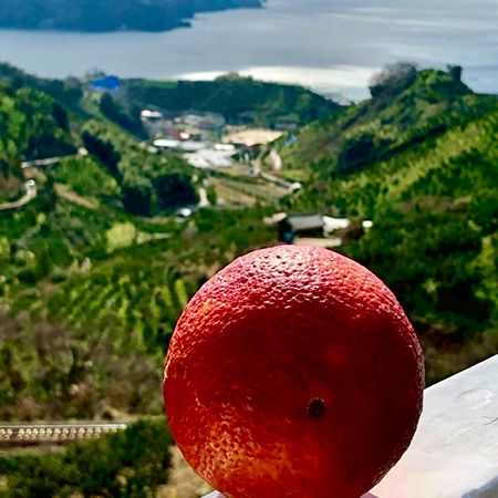 【愛媛県松山市】松山×大洲の共同開発！愛媛県産ブラッドオレンジを主役に据えたクラフトビール誕生