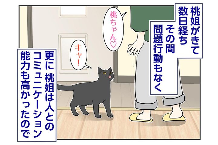 【マンガ・老猫日誌＃88】家に馴染むのが早かった桃姐〜思い出の老猫日誌・桃姐と小論
