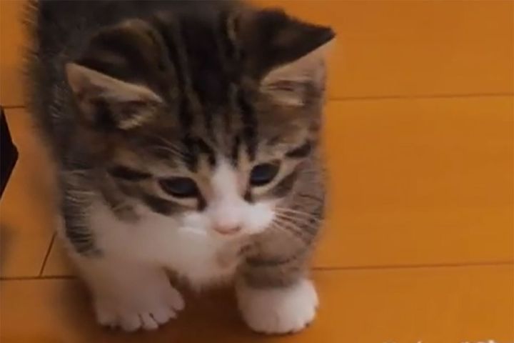 ココが不思議そうに見つめるモノは……？短い前足がたまらなくかわいい！