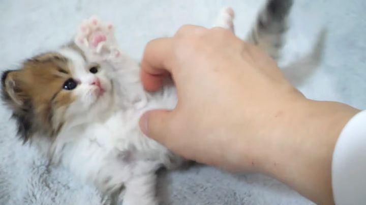 お腹をくすぐられた子猫