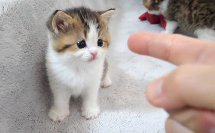 指に興味津々の子猫