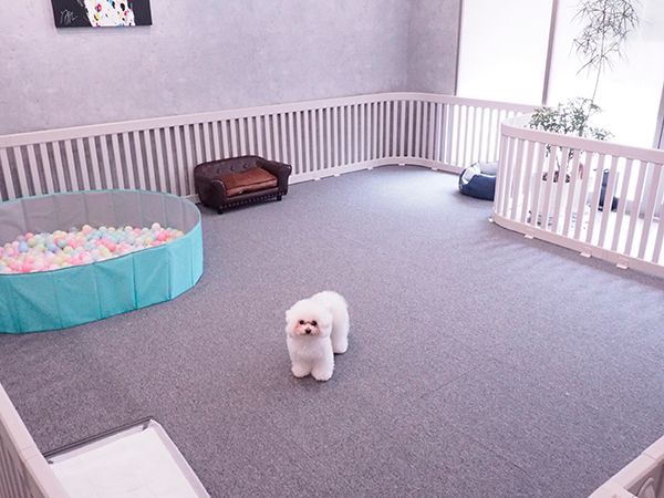 【兵庫県西宮市】皮膚・被毛ケアに特化した「Dog Care Salon LUCERA」開店！サブスク制美容プラン導入