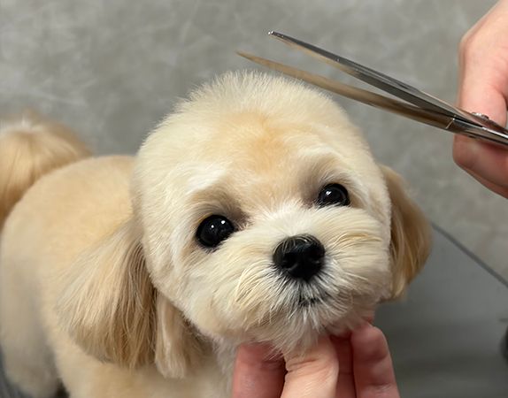 【兵庫県西宮市】皮膚・被毛ケアに特化した「Dog Care Salon LUCERA」開店！サブスク制美容プラン導入