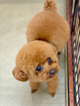【兵庫県西宮市】皮膚・被毛ケアに特化した「Dog Care Salon LUCERA」開店！サブスク制美容プラン導入