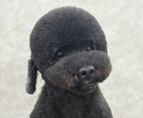 【兵庫県西宮市】皮膚・被毛ケアに特化した「Dog Care Salon LUCERA」開店！サブスク制美容プラン導入