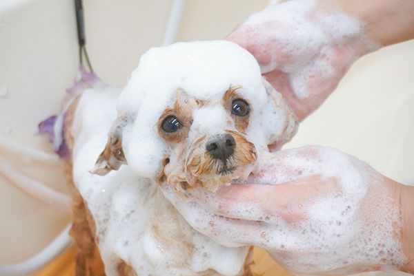 【兵庫県西宮市】皮膚・被毛ケアに特化した「Dog Care Salon LUCERA」開店！サブスク制美容プラン導入