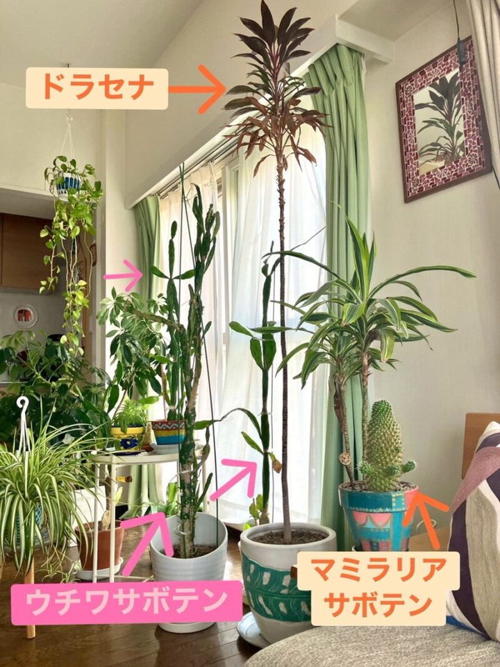 100均で購入したサボテンが、約10倍のサイズに！