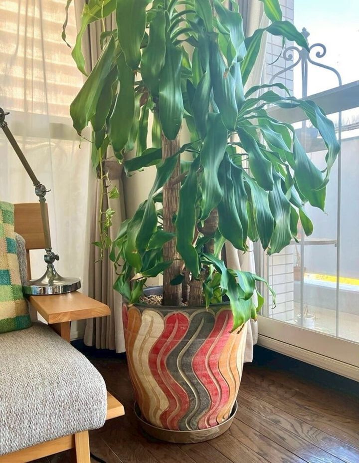 好きな鉢でもっと楽しく