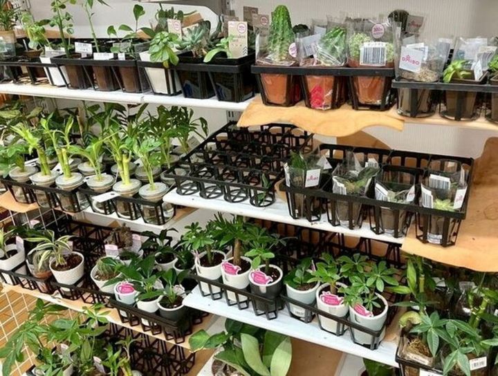 ダイソーの植物コーナー