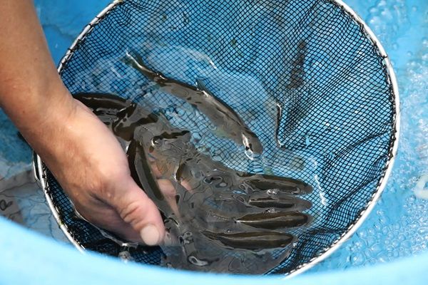 【長野県駒ヶ根市】駒ヶ根高原リゾートリンクス20周年記念！地元の酒と食材をテーマにした食の祭典を開催