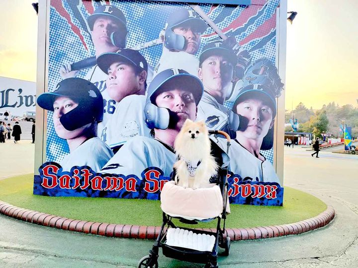 画像: 埼玉西武ライオンズの「ペット応援デー」に潜入！