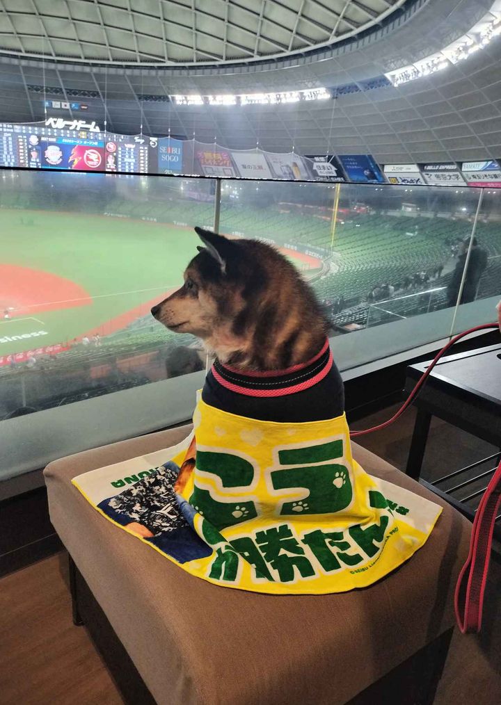 画像: 柴犬の茶和ちゃんの視線の先には、迫力あるピッチングが魅力の髙橋光成投手！ ペットと一緒に推し選手の応援をするのが楽しいですね