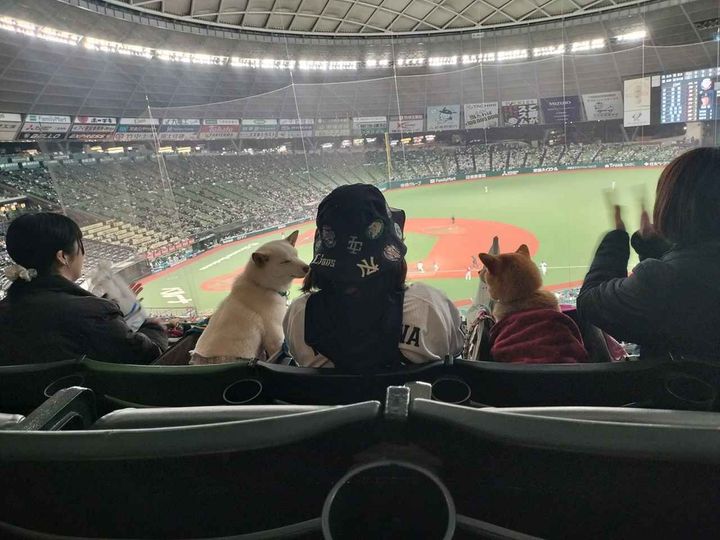 画像2: 試合も最高潮！ワンコも応援に熱が入る！