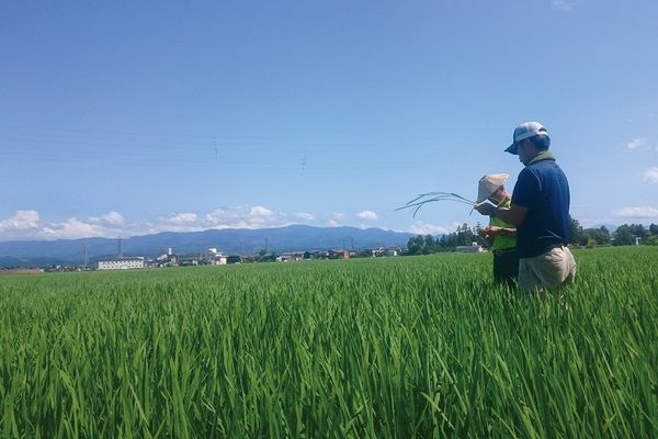 【東京都江東区・品川区・武蔵野市】フォー専門店「COMPHO」、担々麺をアレンジした「冷やし黒担々フォー」を期間限定提供