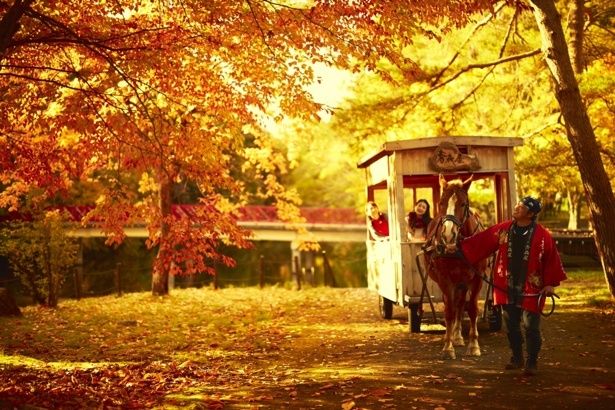 馬車に乗って紅葉とりんごを楽しむ「紅葉りんご馬車」