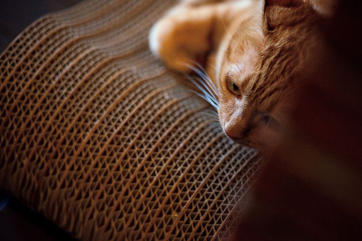猫