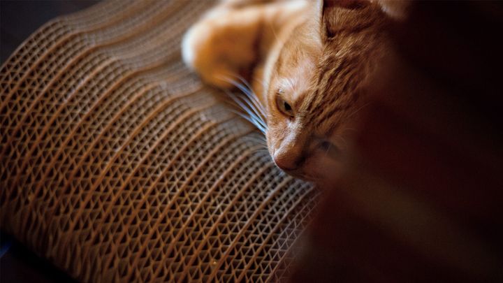 猫