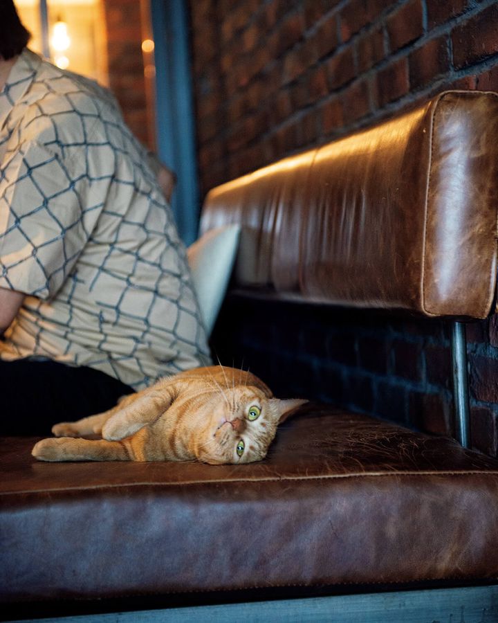 猫
