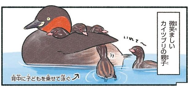 微笑ましいカイツブリの親子 （C）piro piro piccolo／KADOKAWA