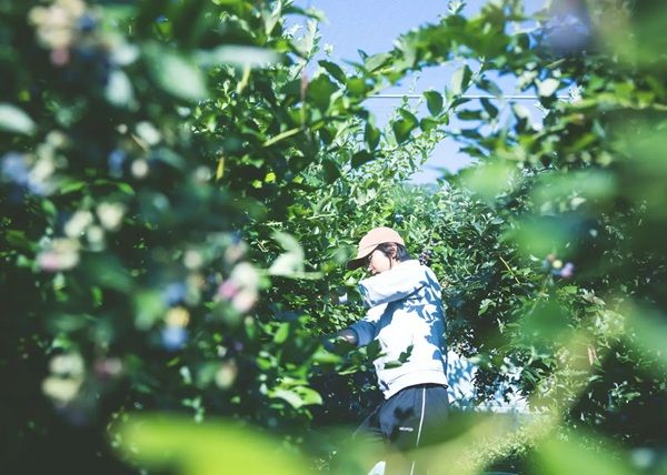 【奈良県五條市】堀内果実園で「採って、食べる。夏のブルーベリー狩り」開催！かき氷作り体験も