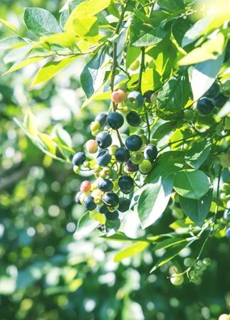 【奈良県五條市】堀内果実園で「採って、食べる。夏のブルーベリー狩り」開催！かき氷作り体験も