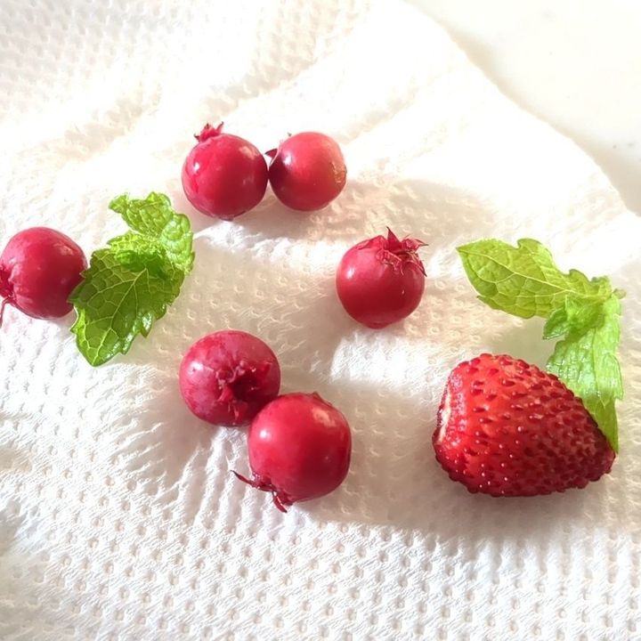 庭のベリーとミントです！