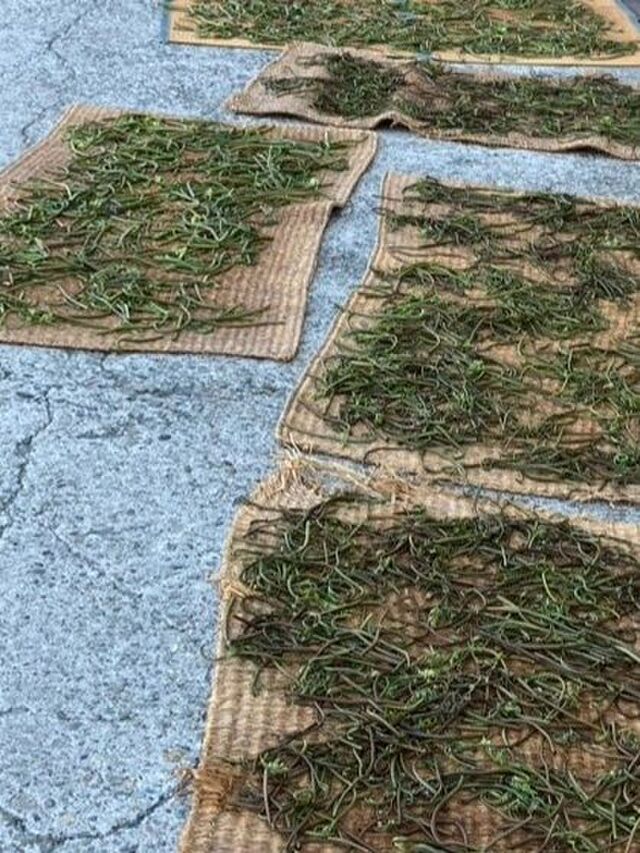 ぜんまいを乾燥させるまで②