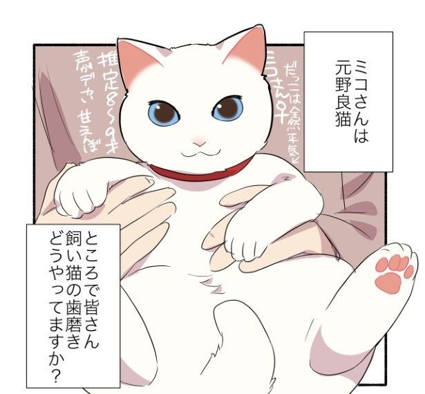 歯磨きに抵抗する甘えんぼ猫の話 久川はる(@hisakawa_haru)