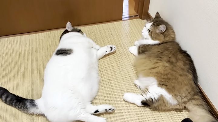 まったりする猫の親子