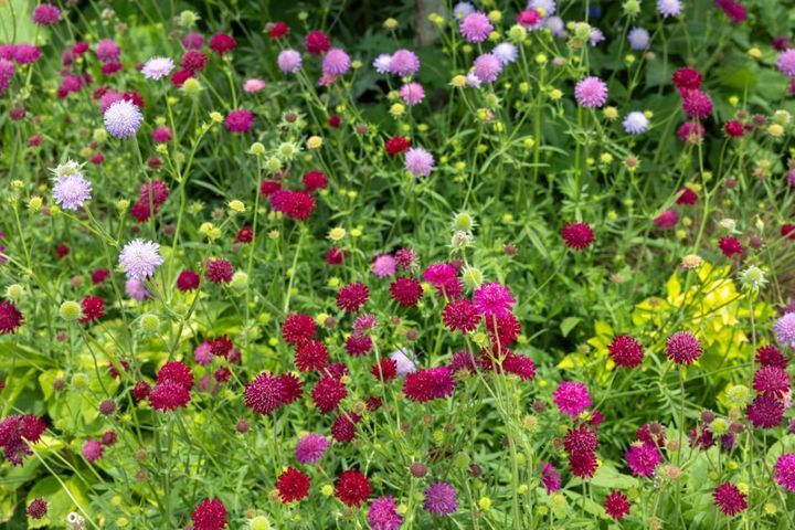 春の花が終わった庭に足すだけ！植えっぱなしで毎年咲く初夏の宿根草【8選】