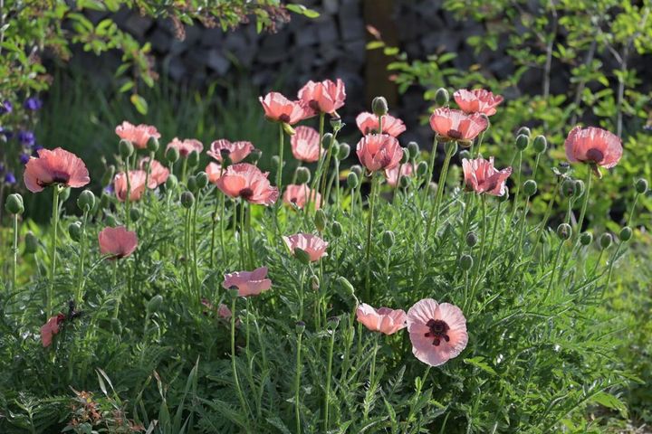 くすみピンクの園芸品種