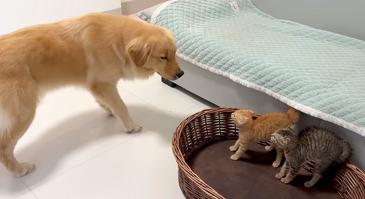 犬を威嚇する子猫達