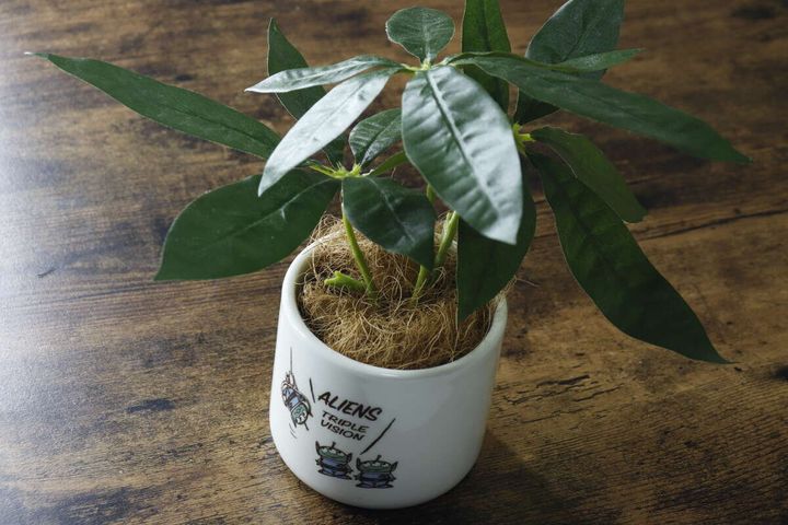 植木鉢（トイ・ストーリー）3号 9cm 使用例