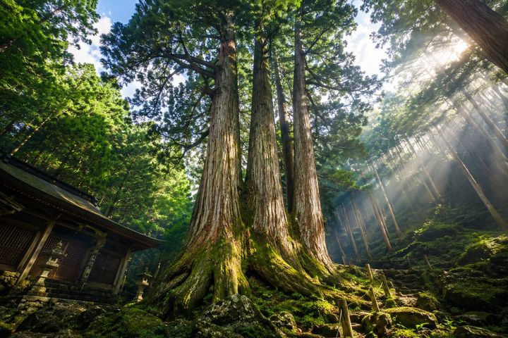 実は「日本一高い木」は京都にあった！樹高62.3m・20階建てビル相当に育った『花脊の三本杉』の驚きのからくり