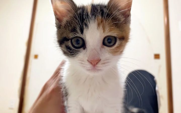 起きたらお腹の上にいた子猫
