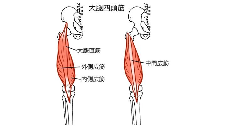 大腿四頭筋の構造