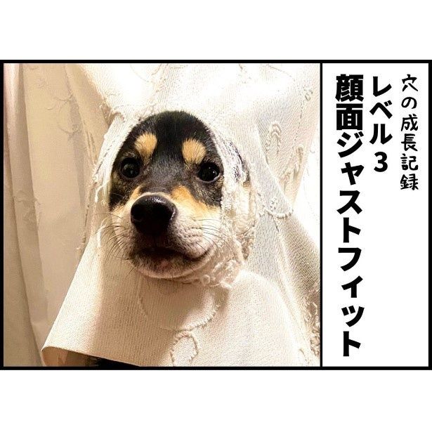 柴犬と暮らすわが家のカーテンの成長記録004 ユウコトリトリ(@yuko_toritori)