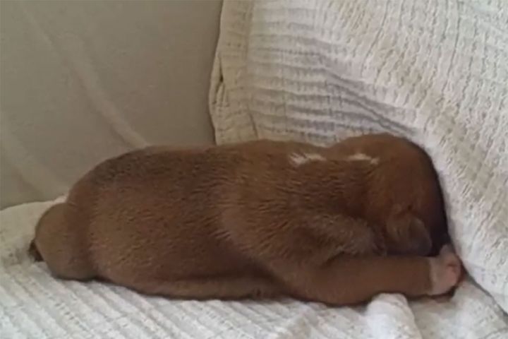 ブルドッグの子犬・ナポレオン。一体どんな愛らしい姿を見せてくれるのでしょうか？