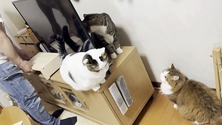 新し物好きの猫達
