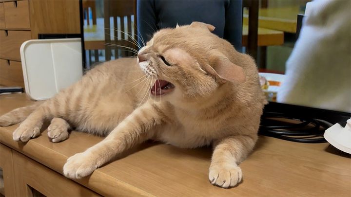 逆ギレする猫