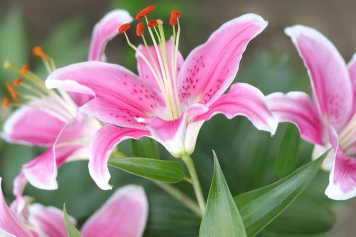 オリエンタル系の園芸品種‘スターゲイザー’