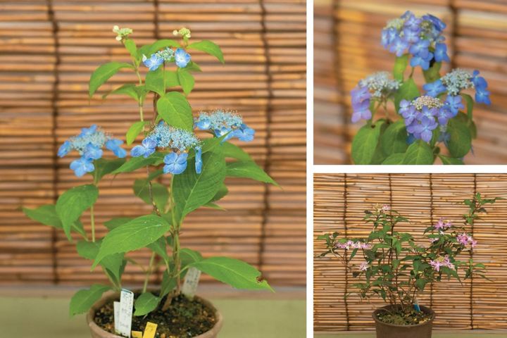 【ヤマアジサイの鉢栽培】夏の管理はここが要点！ 水やり回数と西日対策・風通しの整え方