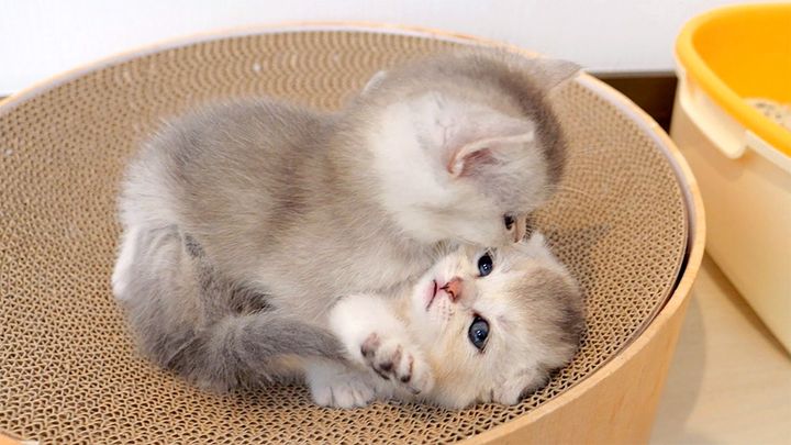 にゃんプロする子猫達