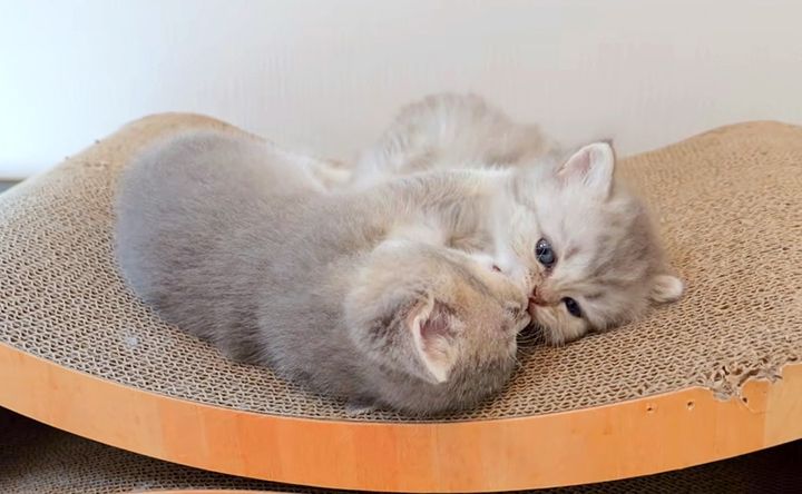 にゃんプロする子猫達