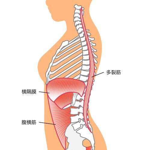 腹横筋＿横隔膜